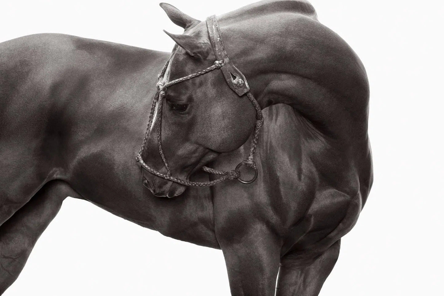 Bridle Lines II, by Drew Doggett-PurePhoto