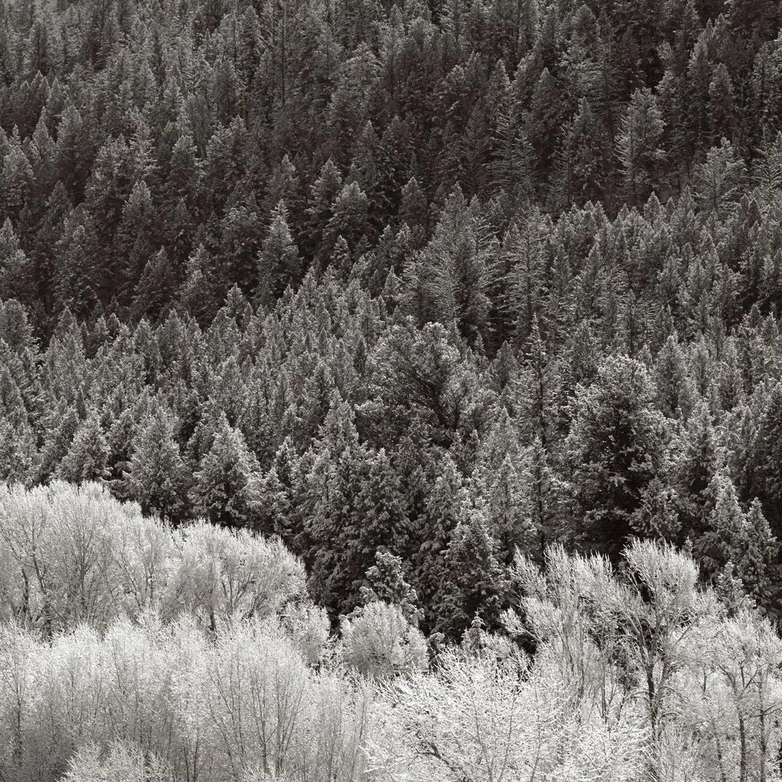 First Snowfall, by Drew Doggett-PurePhoto