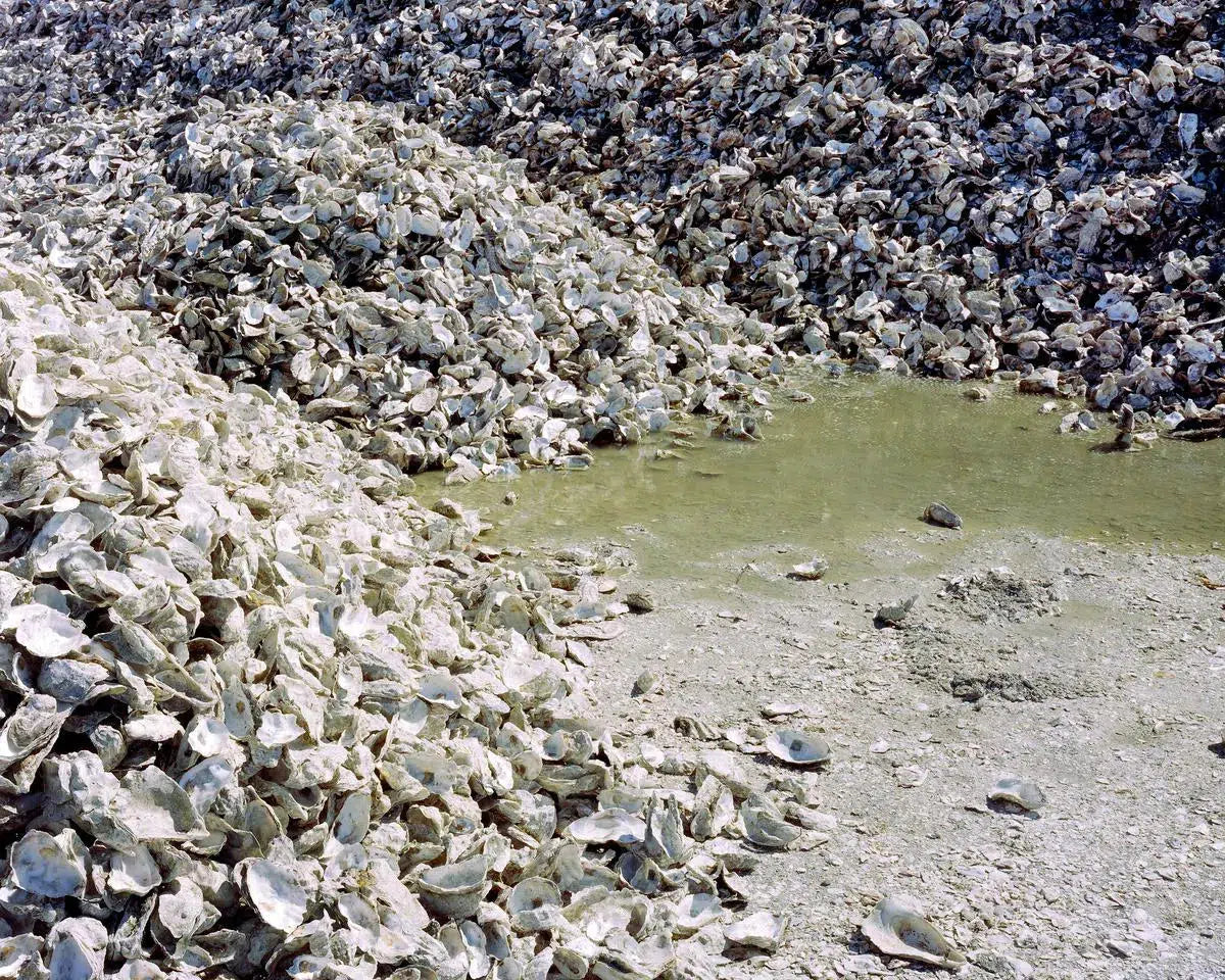 Oysterscape III, by Tom Fowlks-PurePhoto