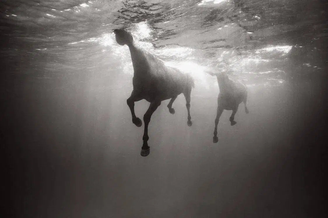 Quest, by Drew Doggett-PurePhoto