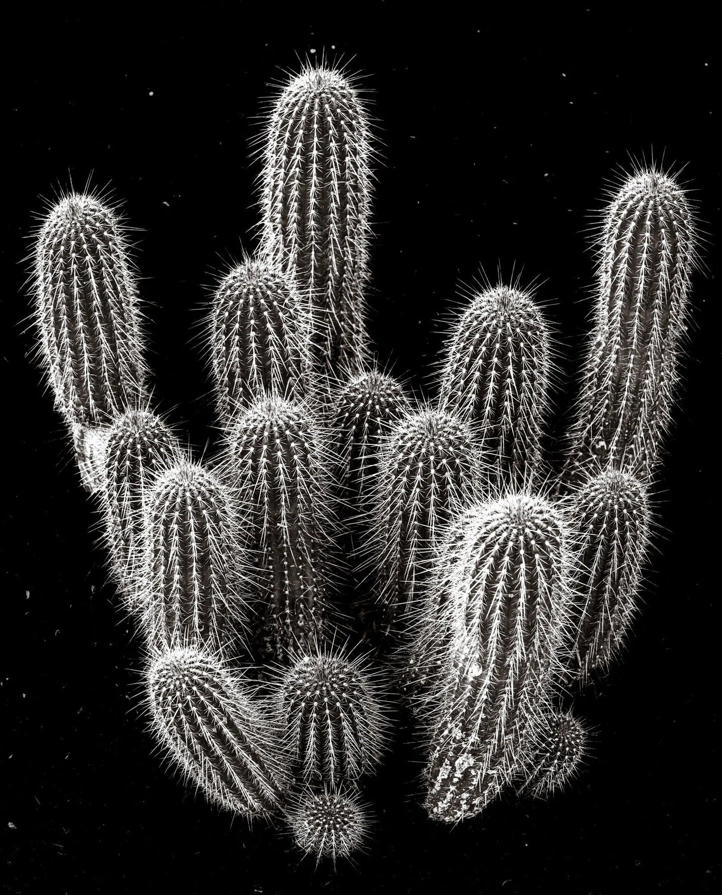 Spikes and Thorns Can't Break My Bones, by Javiera Estrada-PurePhoto