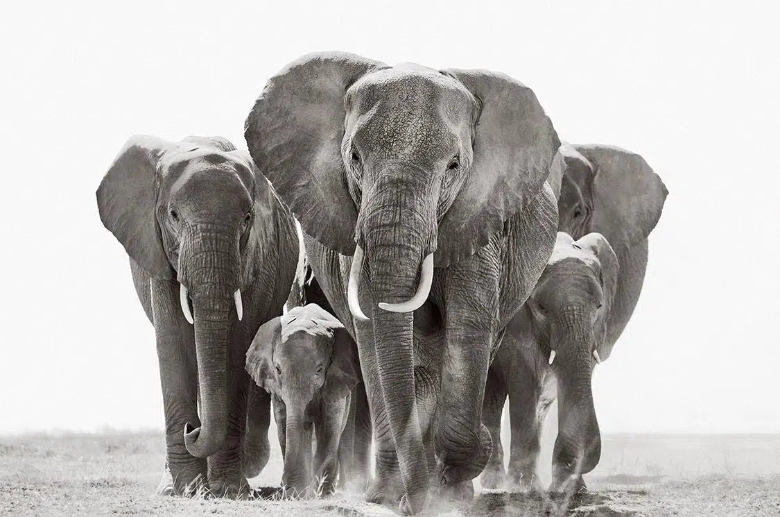 The Approach, by Drew Doggett-PurePhoto