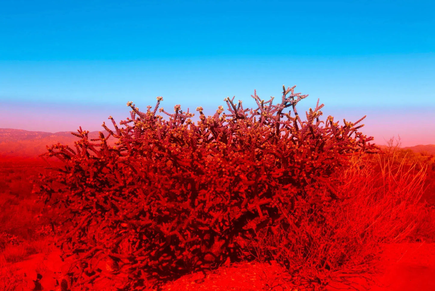 Watermelon Blues, by Javiera Estrada-PurePhoto