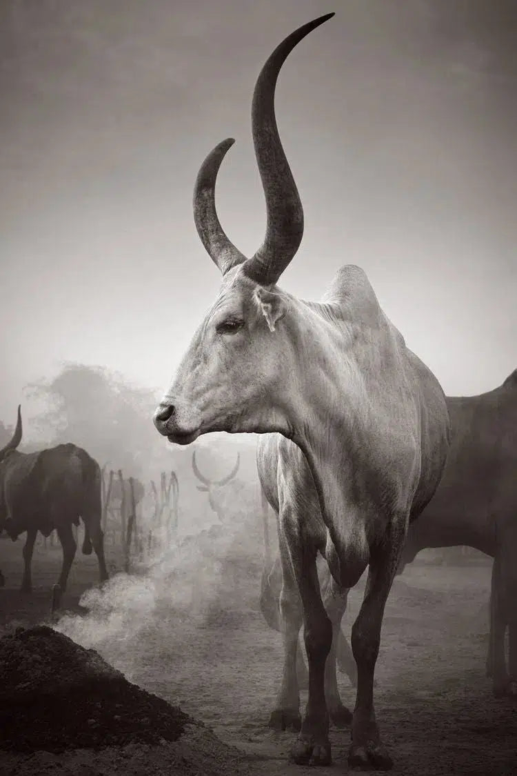 Watusi in Profile, by Drew Doggett-PurePhoto